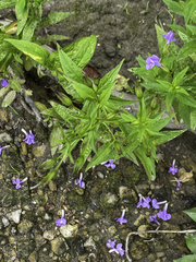 Mimulus ringens