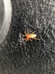 Dysdera
