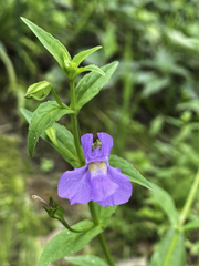 Mimulus ringens