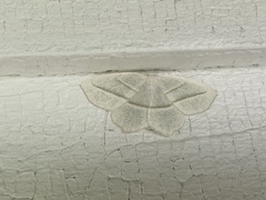 Campaea perlata