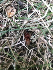 Dysdera