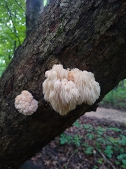 Hericium