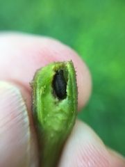 Procecidochares alani