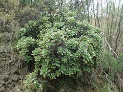 Aeonium haworthii