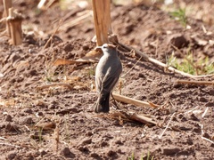 Muscisaxicola rufivertex