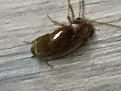 Ptilodactyla