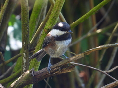 Poecile rufescens