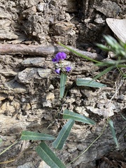 Hardenbergia violacea