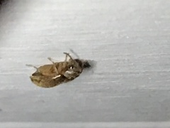 Ptilodactyla