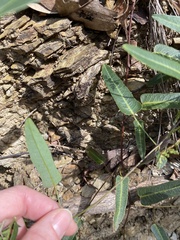 Hardenbergia violacea