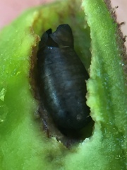 Procecidochares alani