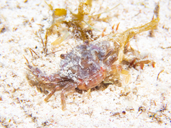 Portunidae