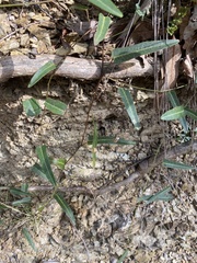 Hardenbergia violacea