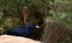 Ptilonorhynchus violaceus