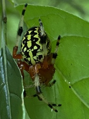 Araneus marmoreus