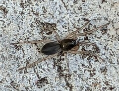 Trachelidae