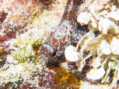 Malacoctenus triangulatus