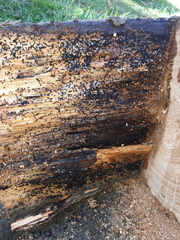 Technomyrmex jocosus