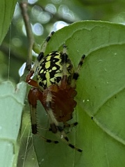 Araneus marmoreus