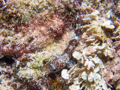 Malacoctenus triangulatus