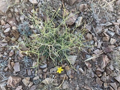 Lipschitzia divaricata