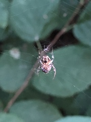 Neoscona arabesca