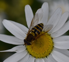 Syrphus