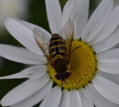 Syrphus