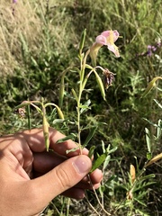 Oenothera nuttallii