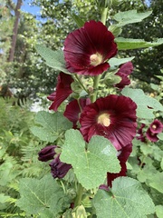 Alcea