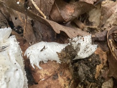 Amanita