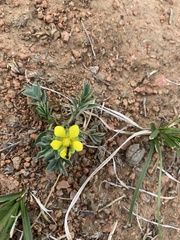 Sibbaldianthe bifurca