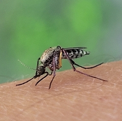 Psorophora cyanescens