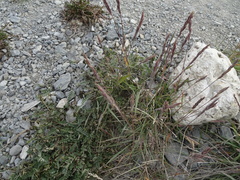 Festuca richardsonii