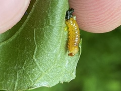 Symphyta