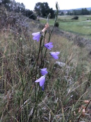 Campanula alaskana