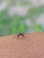 Psorophora cyanescens