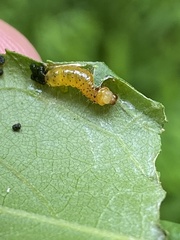 Symphyta