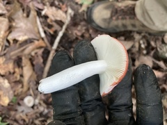 Russula