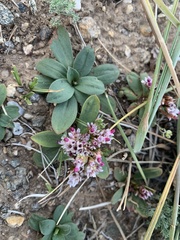 Goniolimon speciosum