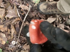 Russula