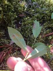 Salix myrtillifolia