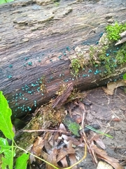 Chlorociboria aeruginascens