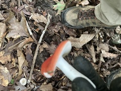 Russula