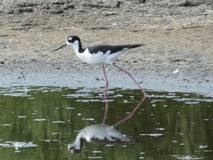 Himantopus mexicanus