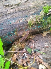 Chlorociboria aeruginascens