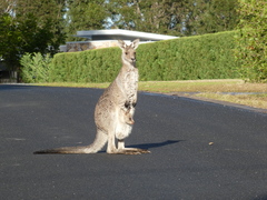 Macropus giganteus