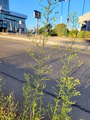 Erigeron canadensis