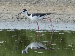 Himantopus mexicanus