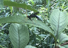 Megarhyssa atrata